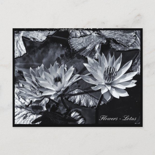 Lotus Flowers, Blommigt Garden/Asien Vykort (Framsida)