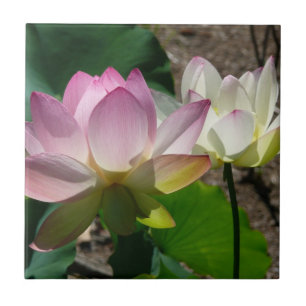 Lotus Flowers I-par Kakelplatta