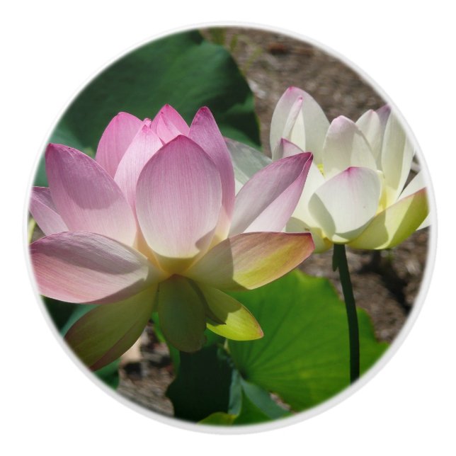 Lotus Flowers I-par Knopp (Framsidan)