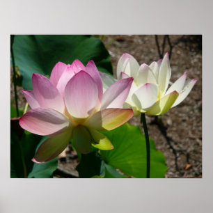 Lotus Flowers I-par Poster