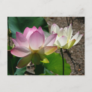 Lotus Flowers I-par Vykort