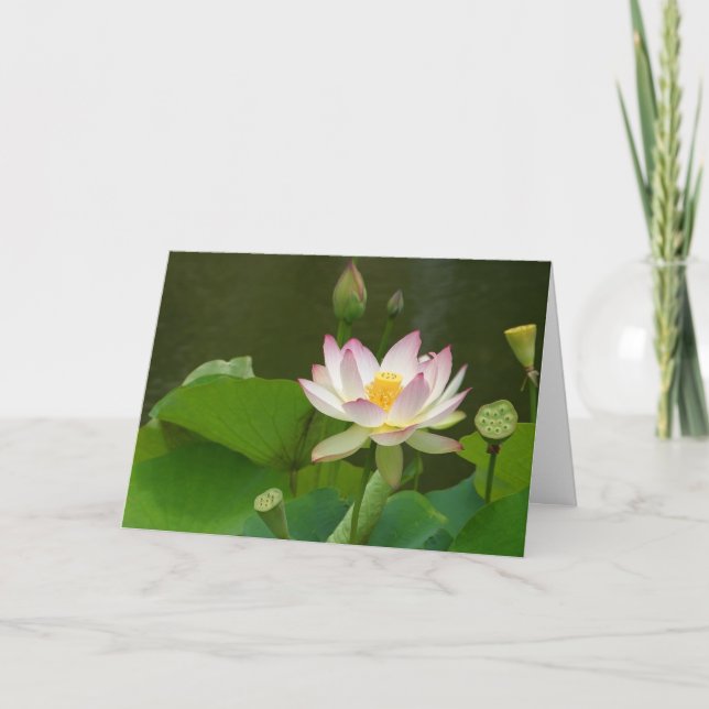 Lotus Flowers Ponds Kort (Framsida)