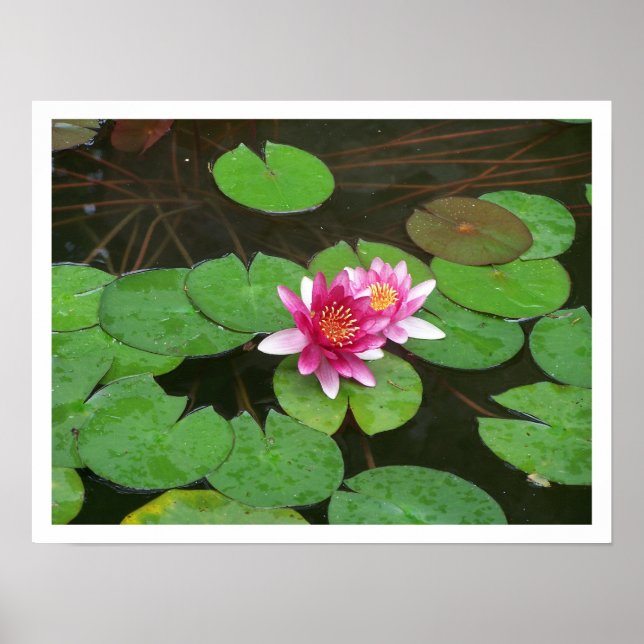 Lotus Flowers Poster (Framsidan)