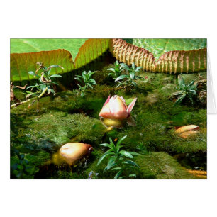 Lotus Flowers, vacker natur/resande Asien Hälsningskort