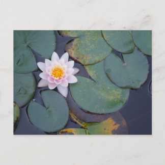 Lotus Flowers Vykort