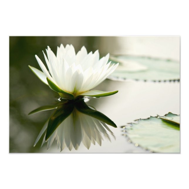Lotus Foto Print (Framsidan)