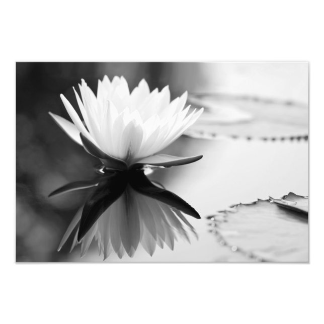 Lotus Foto Print (Framsidan)