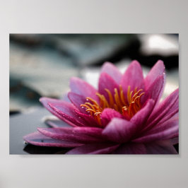 LOTUS FOTOGRAFISK POSTER
