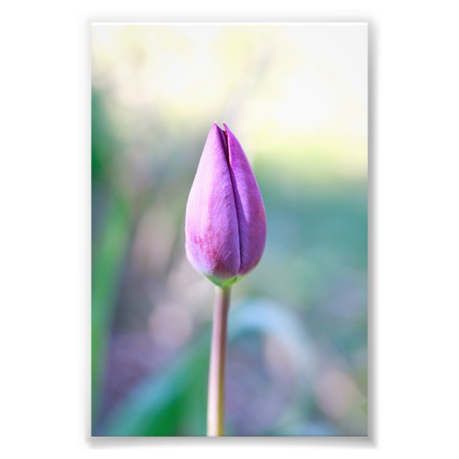 Lotus Fototryck (Framsidan)