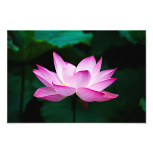 lotus fototryck