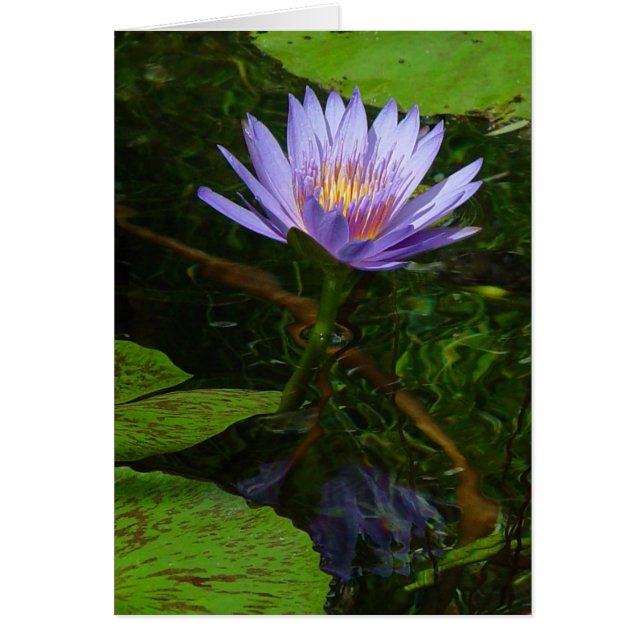 Lotus Hälsningskort (Framsidan)