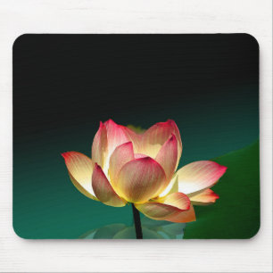 Lotus i full blom, musmatt musmatta