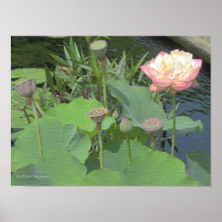 Lotus i trädgården poster