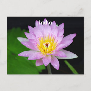 Lotus in India Vykort