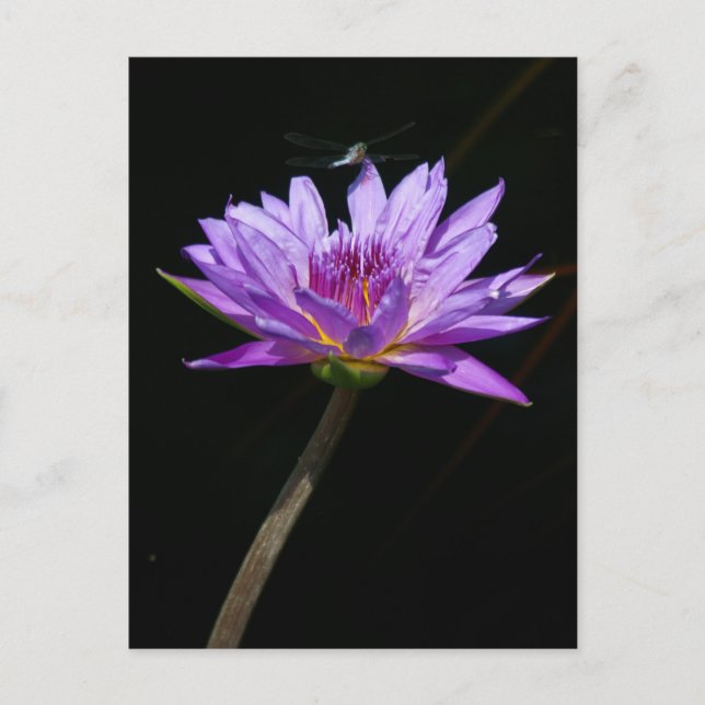 Lotus och Trollslända Vykort (Framsida)