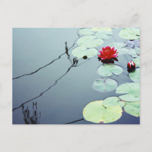 Lotus på Vatten Vykort