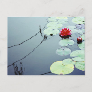 Lotus på Vatten Vykort