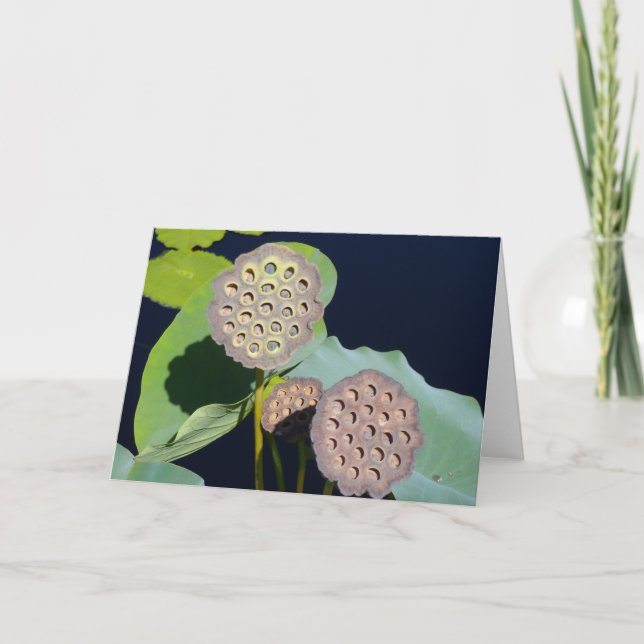 Lotus Pods Card Kort (Framsida)