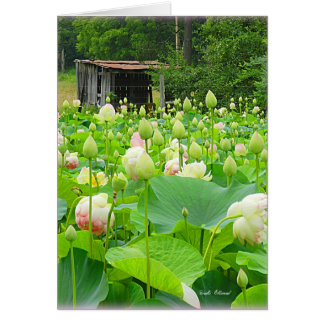 Lotus Pond-Fullt av blommande blommor OBS Kort