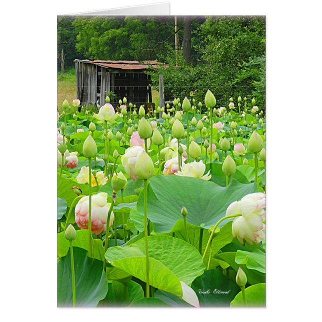 Lotus Pond-Fullt av blommande blommor OBS Kort (Framsidan)