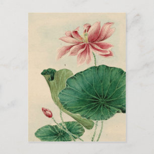 Lotus Postcard Vykort