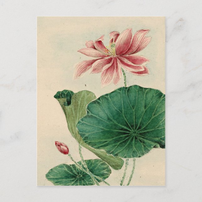 Lotus Postcard Vykort (Framsida)