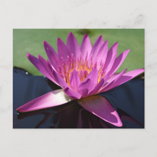 Lotus Postcard Vykort (Framsida)