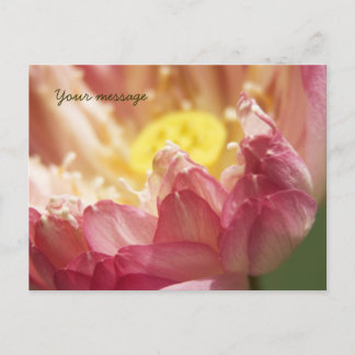 Lotus Postcard Vykort