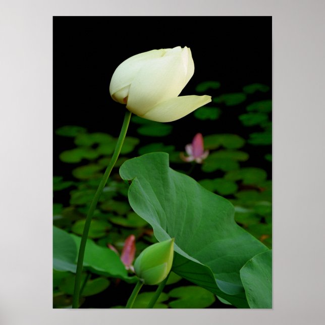 Lotus Poster (Framsidan)