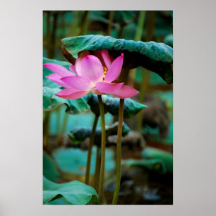..lotus poster