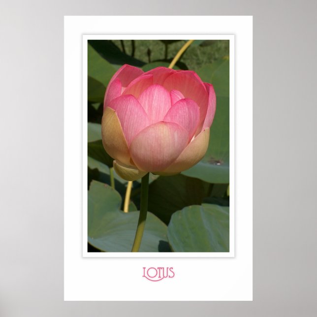 Lotus Poster (Framsidan)
