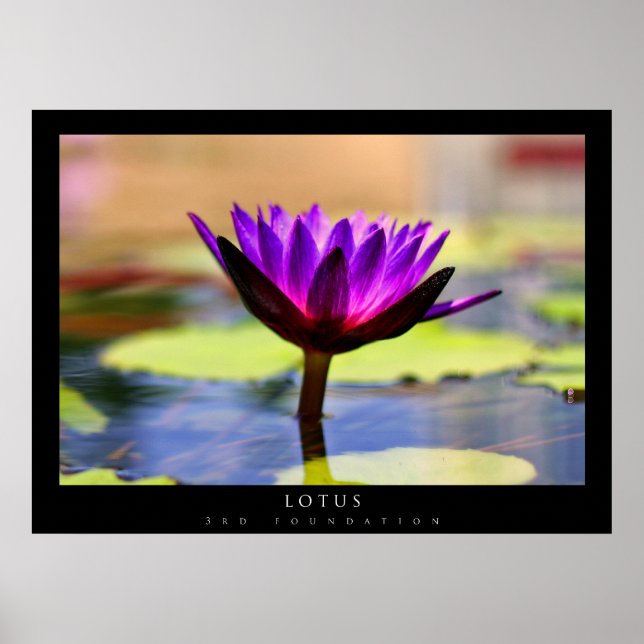 Lotus Poster (Framsidan)