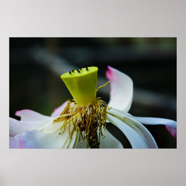 Lotus Poster (Framsidan)