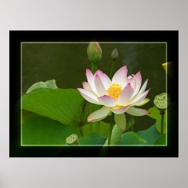 Lotus Poster (Framsidan)