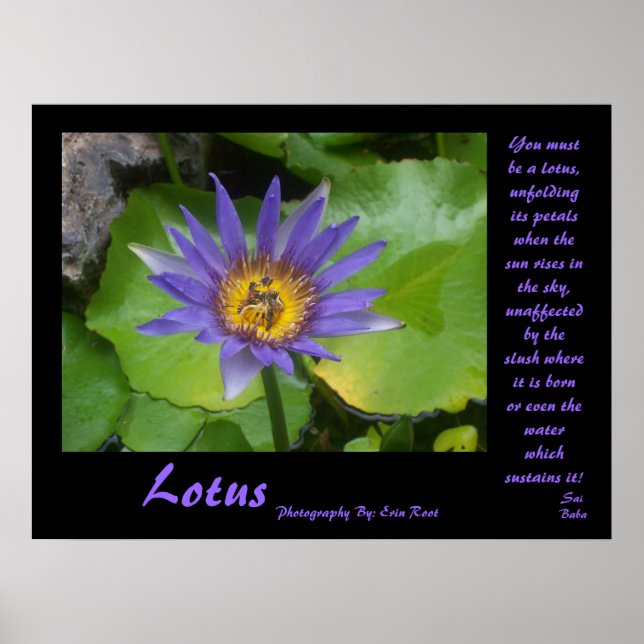 Lotus Poster med citattecken från Sai Baba (Framsidan)