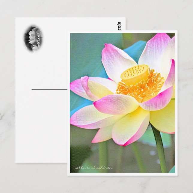 Lotus "Suihiren" Vykort (Fram/baksida)