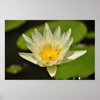 Lotus (Vatten-blomman) Poster
