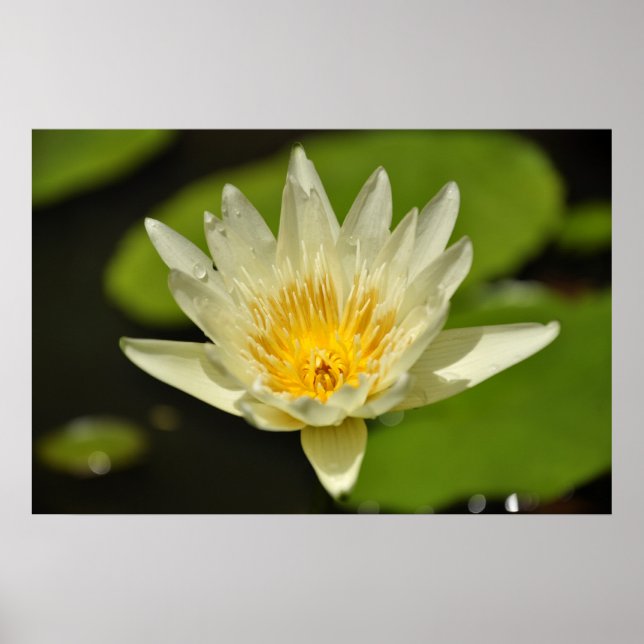 Lotus (Vatten-blomman) Poster (Framsidan)