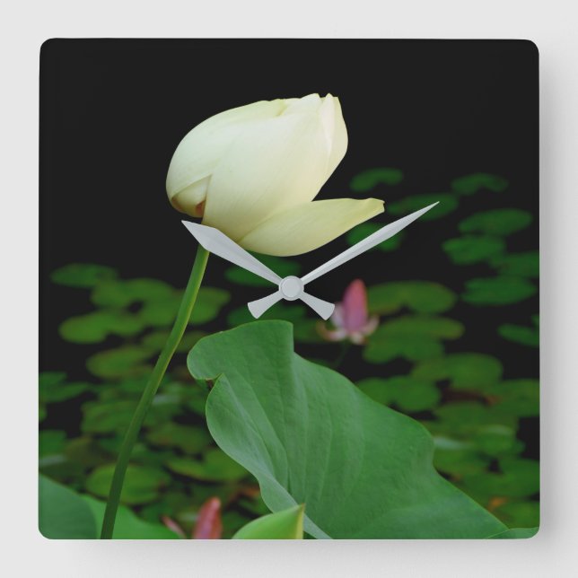 Lotus Vatten Lily Bud Fyrkantig Klocka (Framsida)