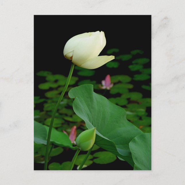 Lotus Vatten Lily Bud Vykort (Framsida)