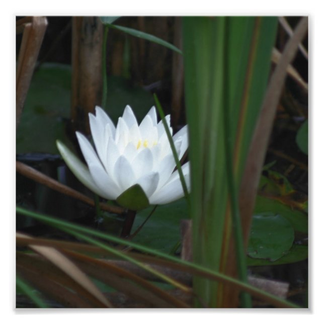 Lotus Vatten Lily Flower 8x8 Fototryck (Framsidan)