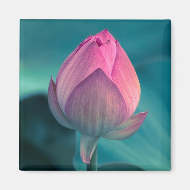 Lotus Vatten Lily Flower Magnet (Framsidan)