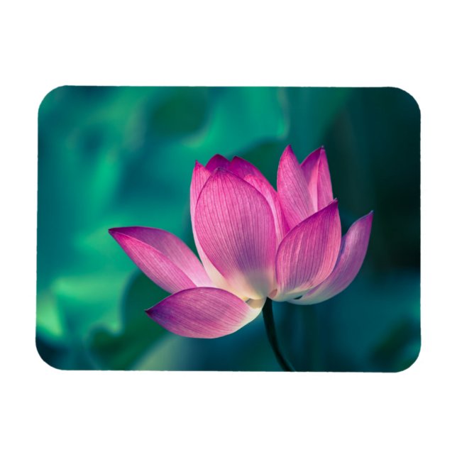 Lotus Vatten Lily Flower Magnet (Horisontell)