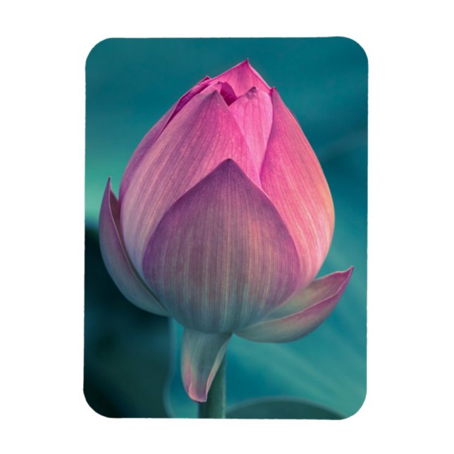 Lotus Vatten Lily Flower Magnet (Vertikal)