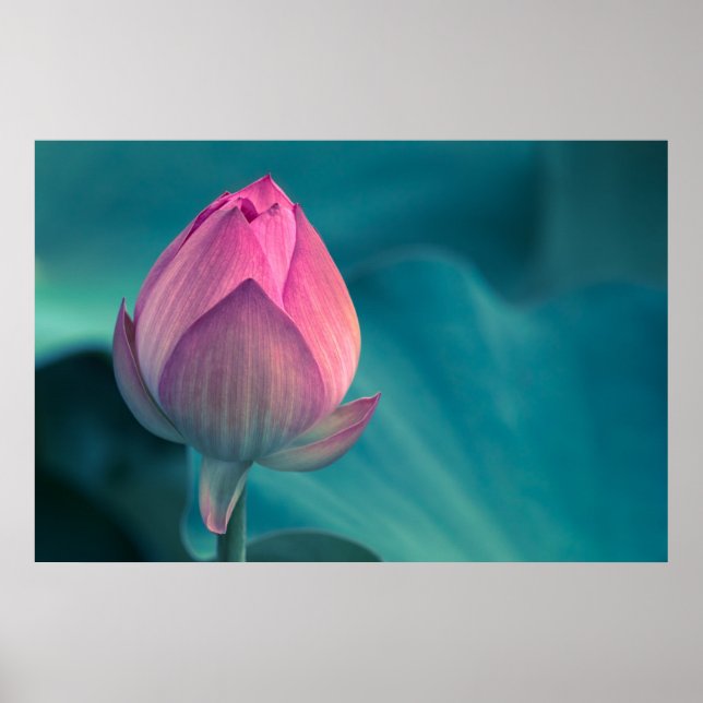 Lotus Vatten Lily Flower Poster (Framsidan)