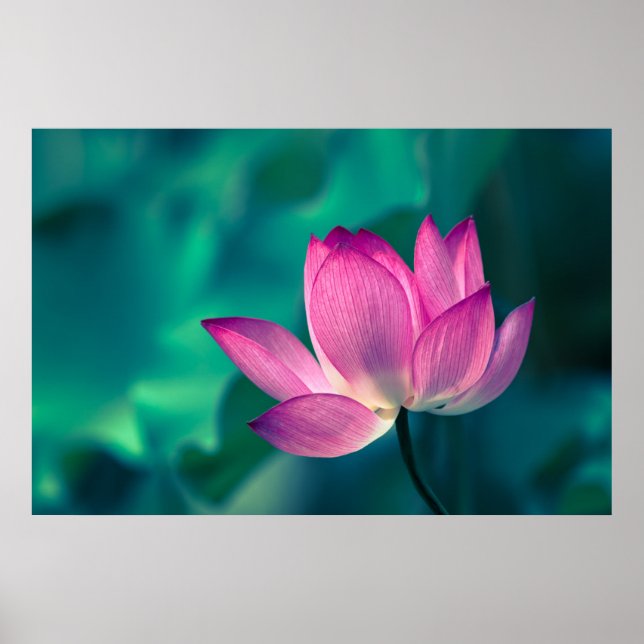 Lotus Vatten Lily Flower Poster (Framsidan)