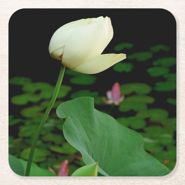 Lotus Vatten Lily Underlägg Papper Kvadrat (Framsidan)
