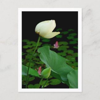 Lotus vattenlilja knopp vykort