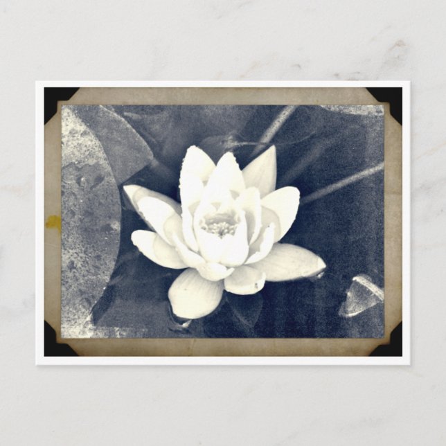 LOTUS VINTAGE PHOTOGRAPH POSTCARD VYKORT (Framsida)