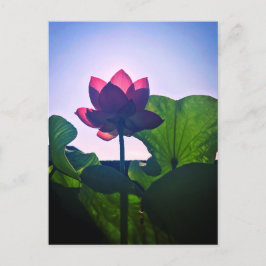 Lotus Vykort